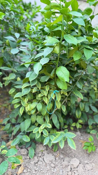 Limon koʻchat 3-4 yillik hosilga kirgan va kirmaganlari bor
