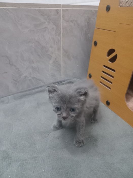 Котенок британец  1мес девочка