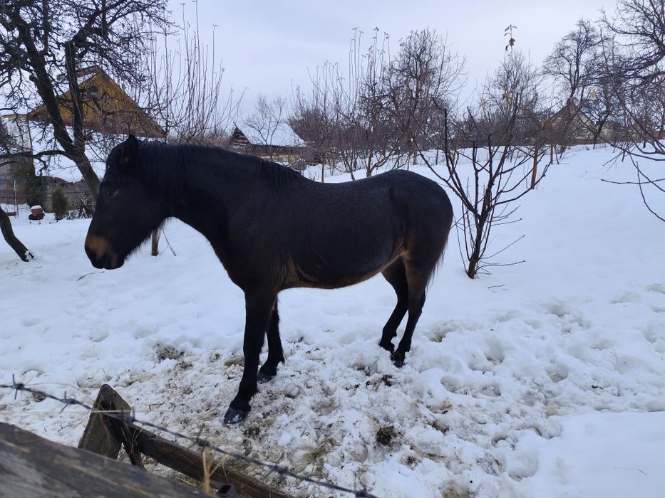 De vânzare Iapă tânără