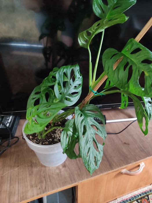 Продам комнатные цветы