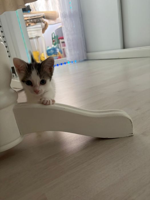 Donez pui de pisica 6 saptamani