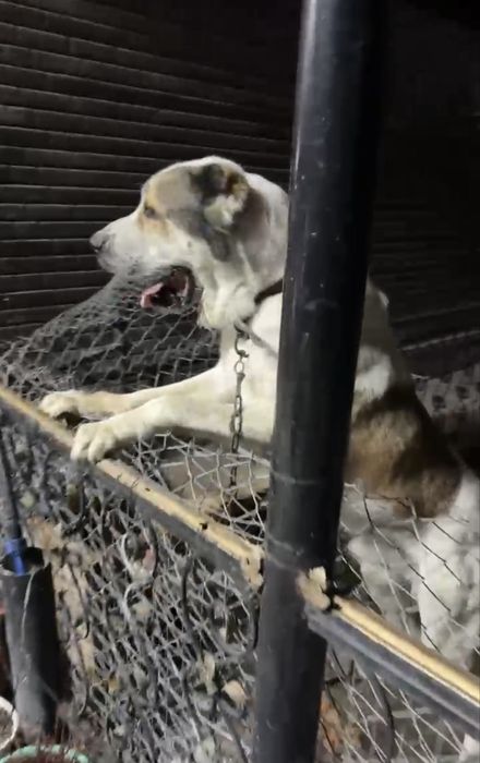 Срочно продаю сабаку Алабай