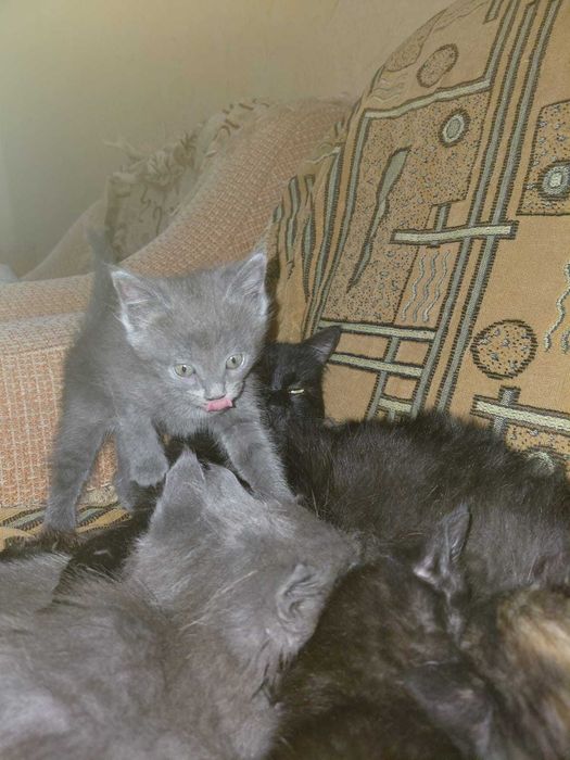 Отдам котят в хорошие руки