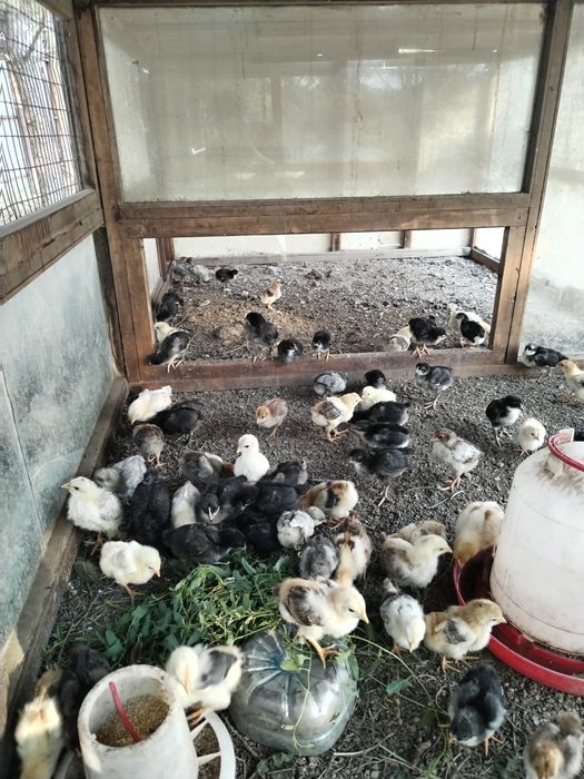 Продам цыплят домашних