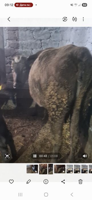 Дойные, молочные коровы