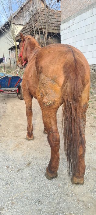 Vând iapa de 7-8 ani