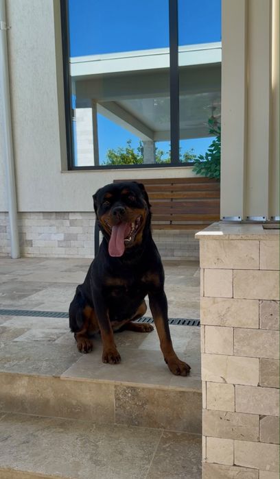 Femelă rottweiler ( Rotvailer )