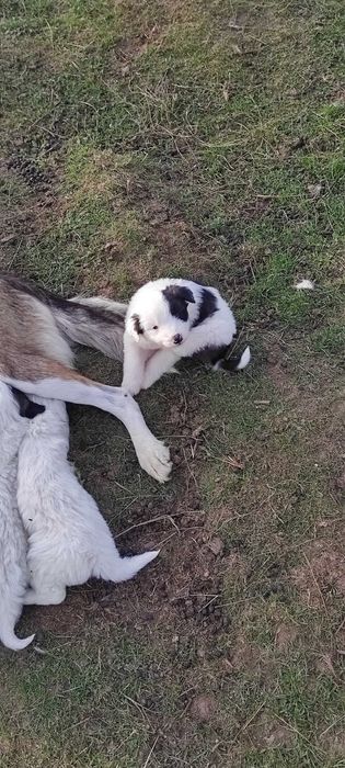 Donez căței foarte frumoși