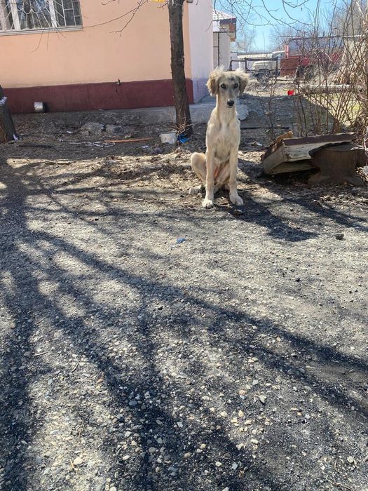 Чистый Казахский Тазы