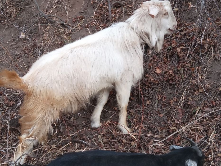 Продаётся козлята и козёл