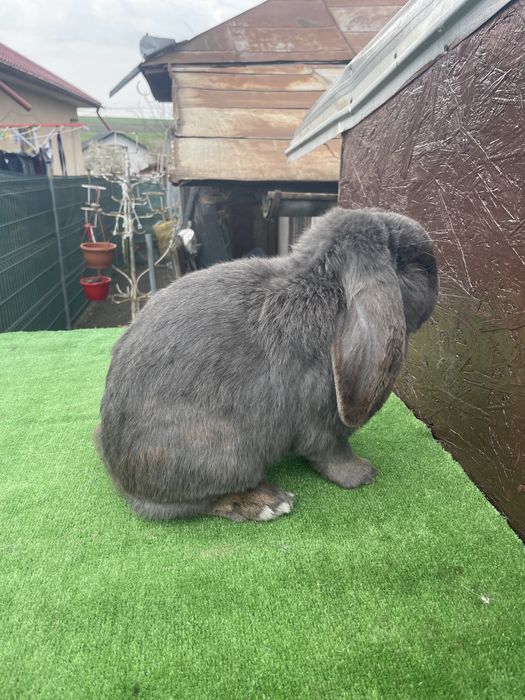 Mascul Berbec German Albastru