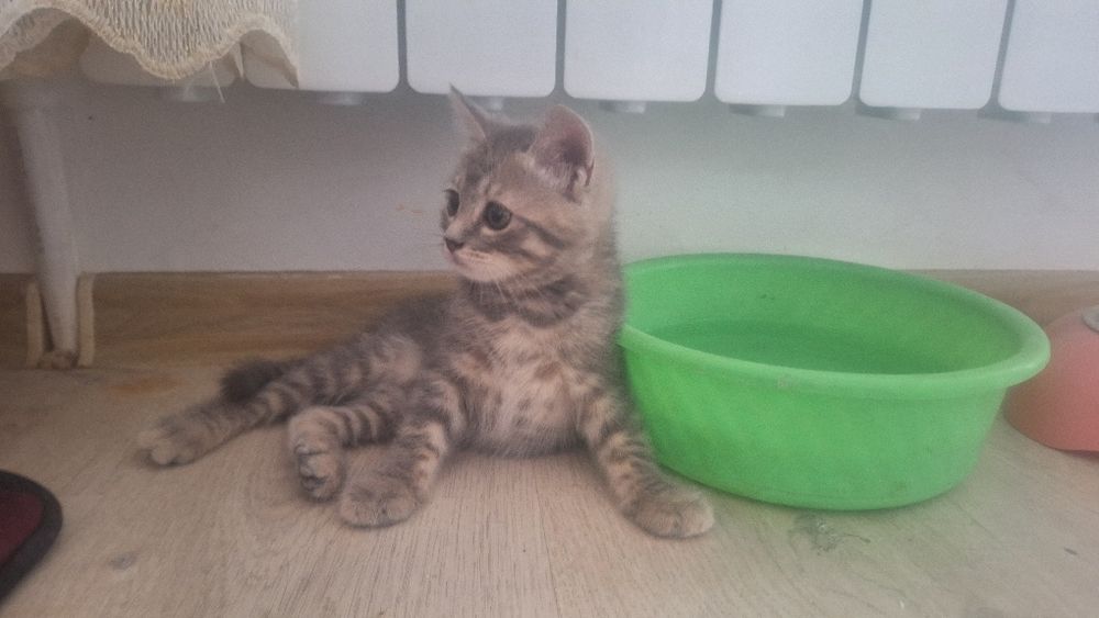 Котенок девочка породистая страйт