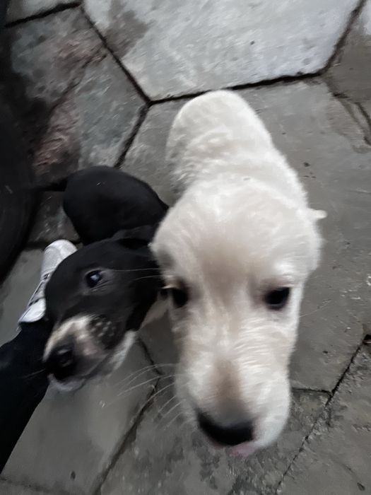 Щеночки хорошие