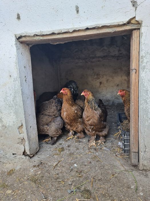 Ouă Brahma  diverse culori