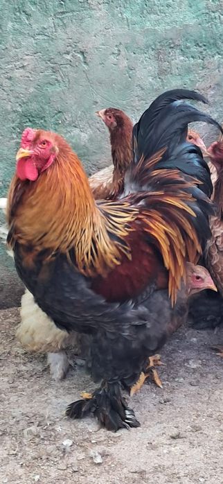 Oua gaini rasa brahma + gaini alte rase.