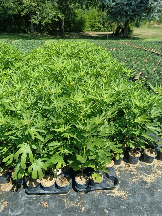 Смокини мичуринска .и черна