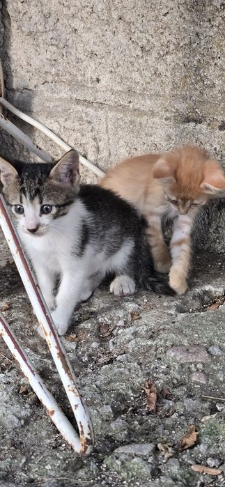 ПОДАРЯВАМ 4 малки котенца