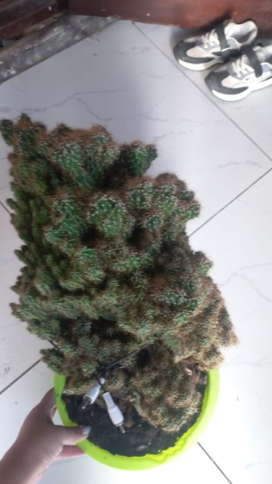 Гұлдер жибек жолы