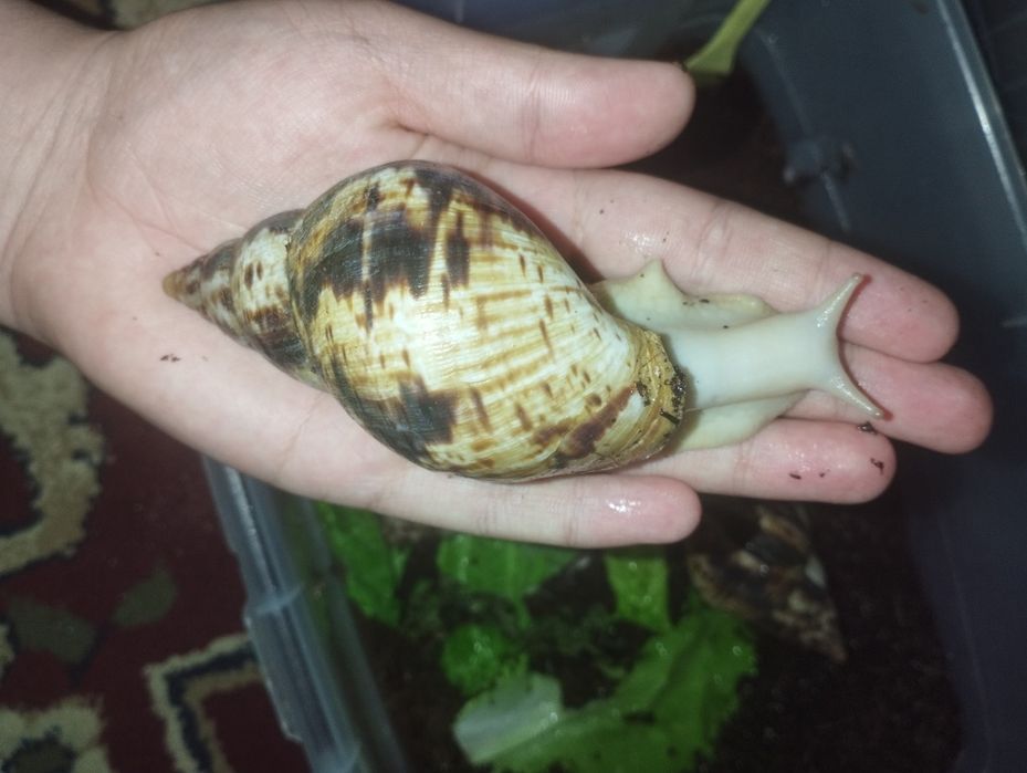 Ulitka sotiladi axatina