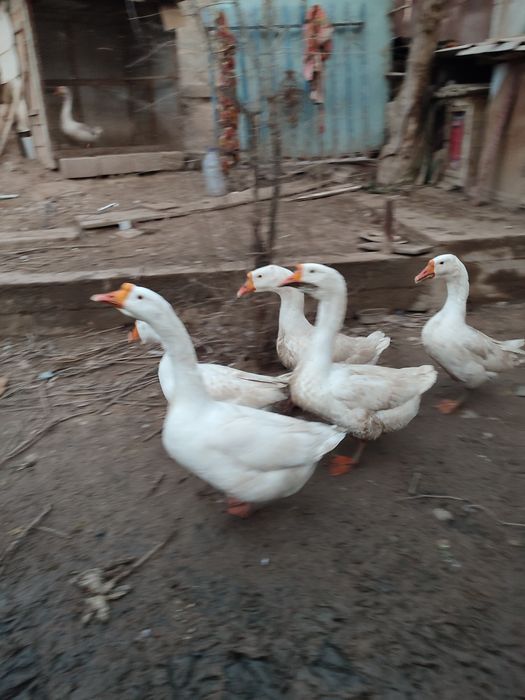 Гоз ва гозди тухмлари сотилади