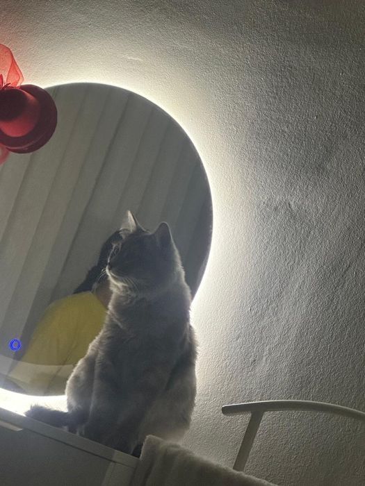 Отдам кота в хорошие руки