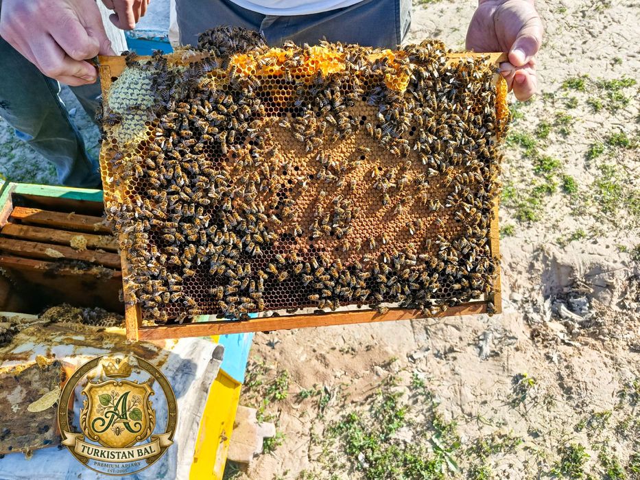 Пчелопакеты -2026