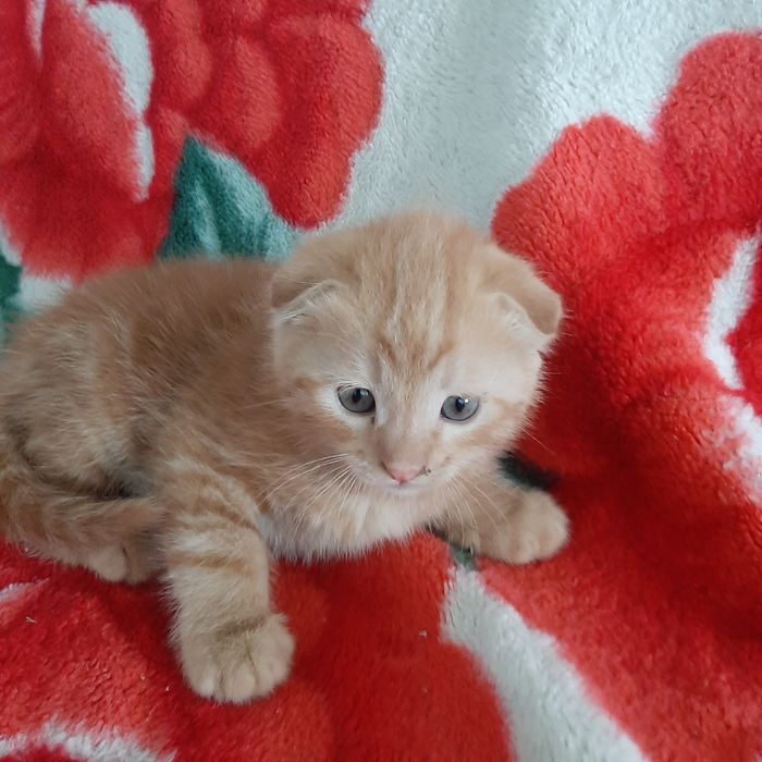 Продаётся котёнок