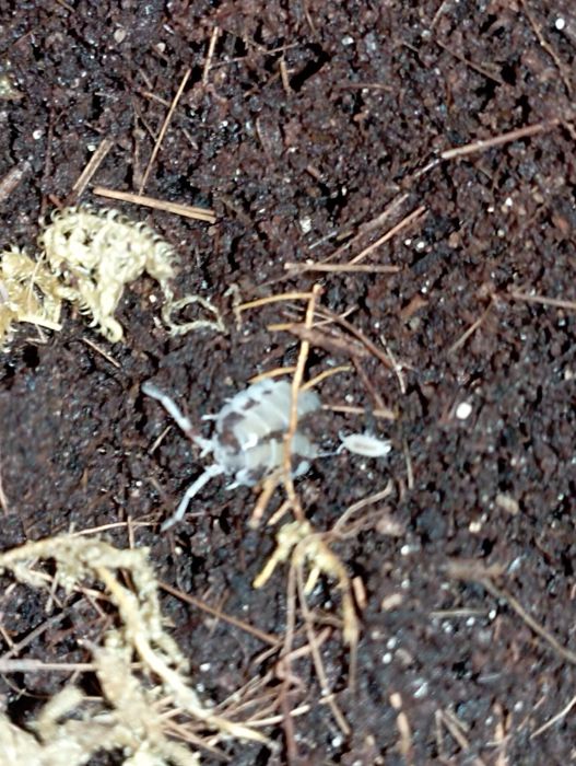 Мокрицы Dairy Cow