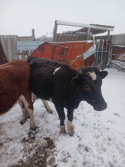 Кашар сатылады кара