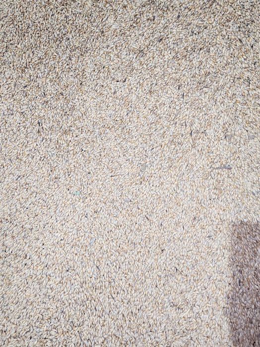 Ячмень, пшеница от 75тг.