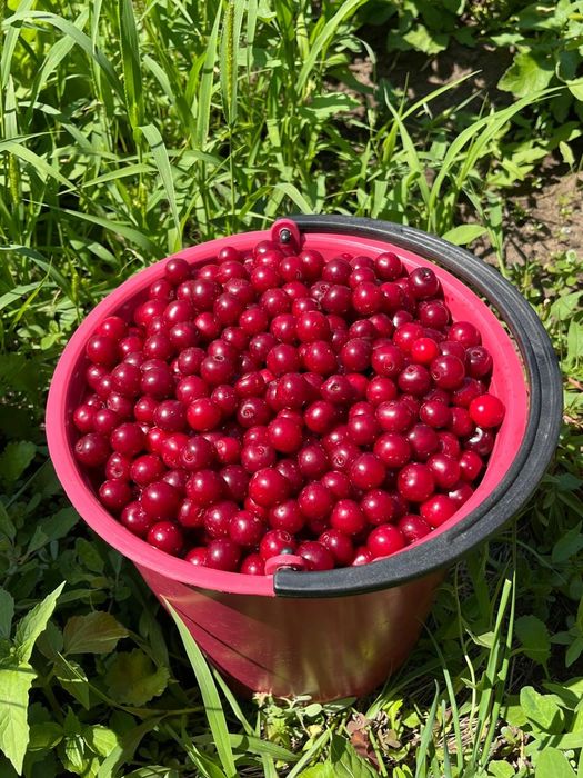 Дача Сад здоровье