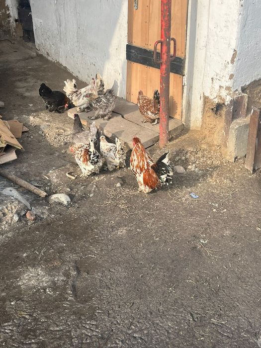 Карликовые куры красивые