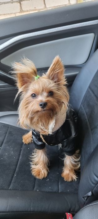 Вязка йорк мальчик