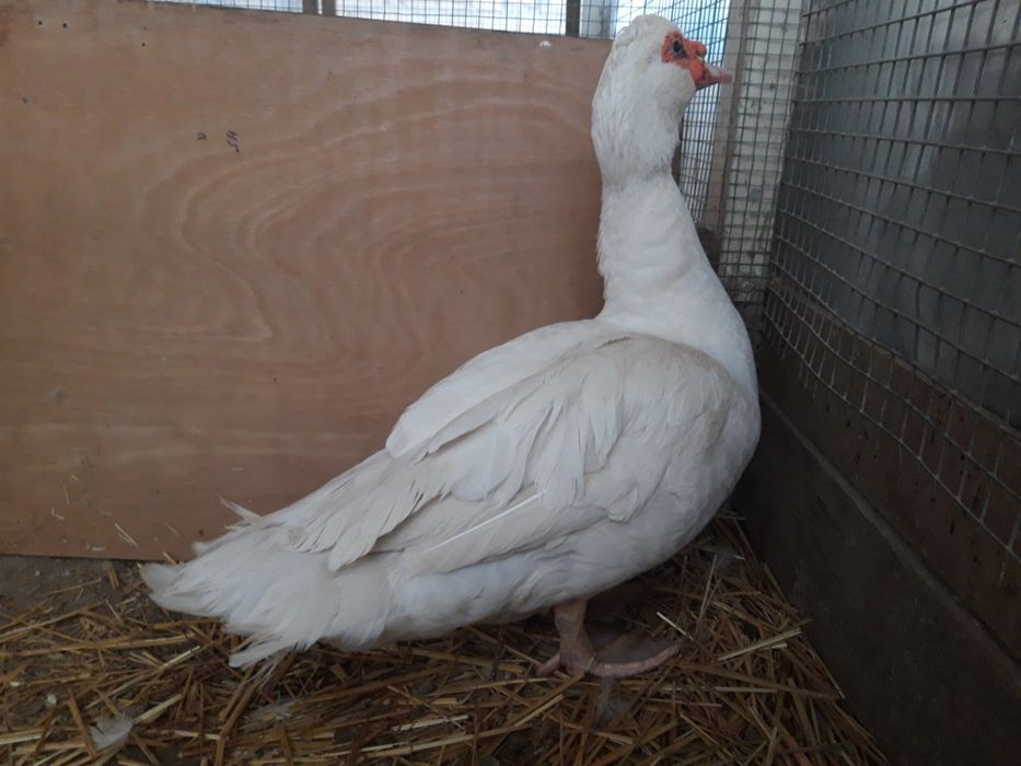 Продаются Белые индоутки