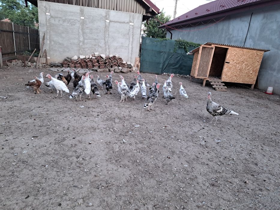 Rațe de carne, pui de curca și pui de găină
