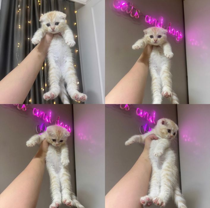 Шотландские вислоушки!