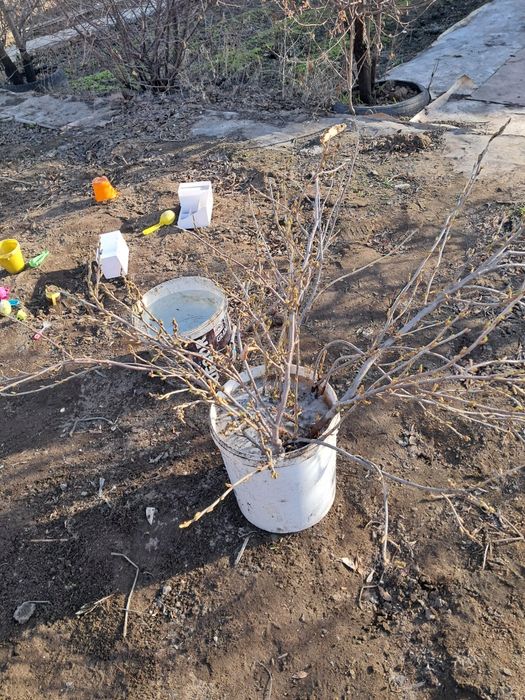 Продам саженцы смородина