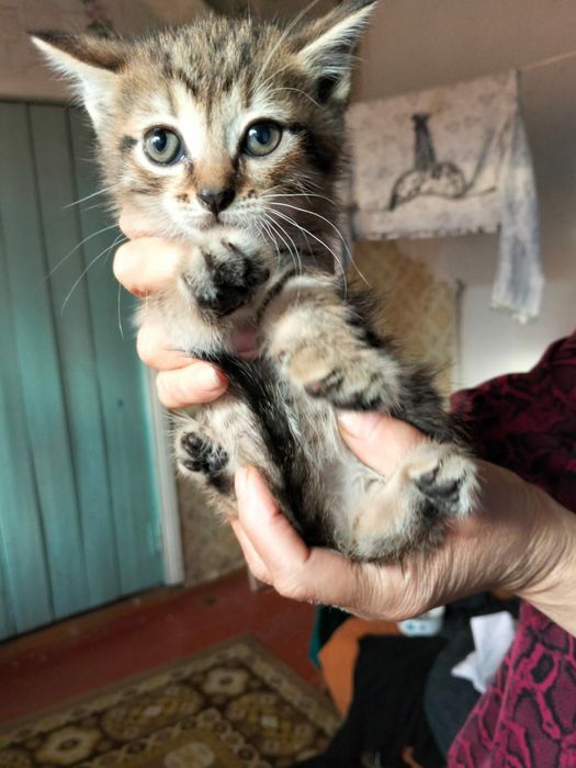 Отдам котят бесплатно