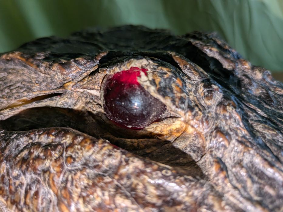 Trofeu Cap de Aligator Autentic - Piesă de Colecție Exotică