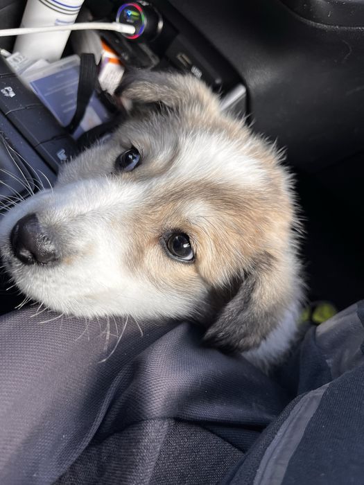 Щенок нашли по трассе