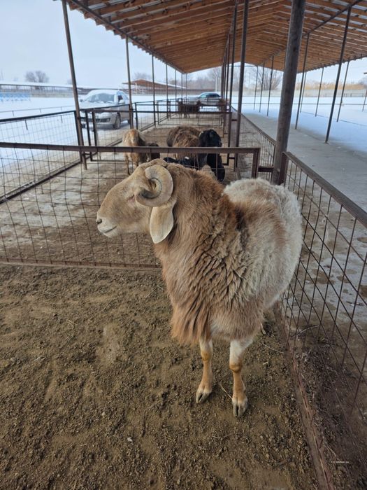 Қошқар сатылады Арашан