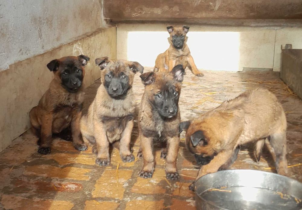 Белгийска овчарка малиноа