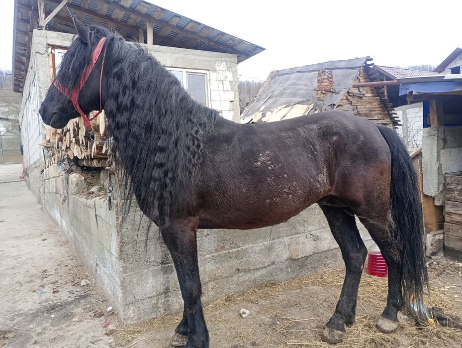 Se vinde armăsar de 7 ani cuminte