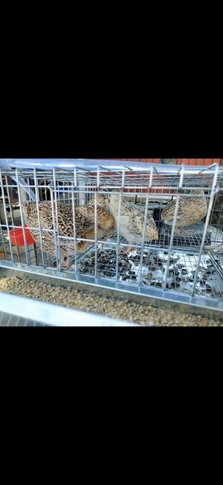 Vând oua de prepeliță