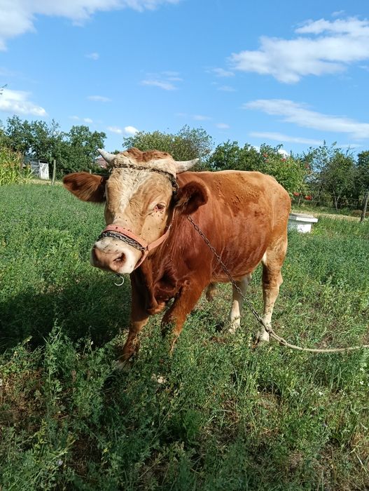 Vând vițel rasă bălțată românească