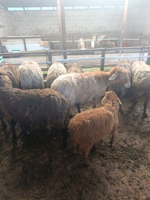 Продаются матки с ягнятами.