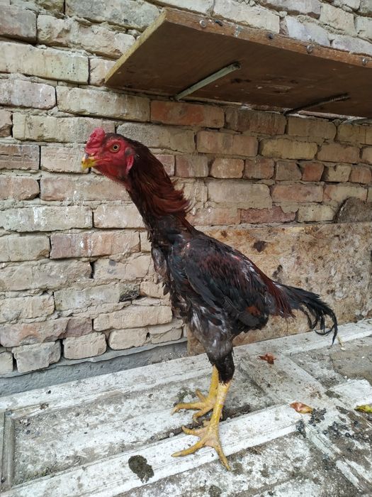 Dakan xoroz zoti turk