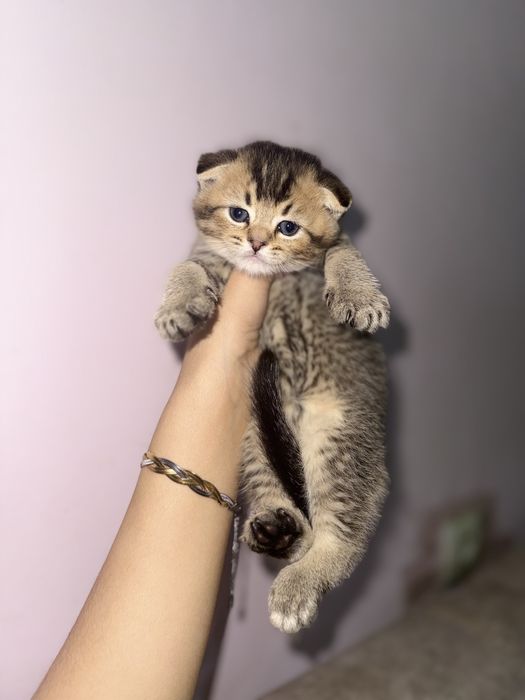 britaniskiy shinshila muwuk ogilbola sotilavodi