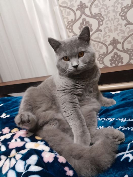 Erkak mushugimiz vyaska