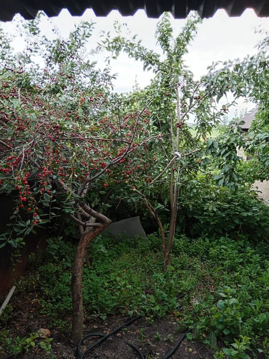 Продаётся дача СПП,,Металлург,,